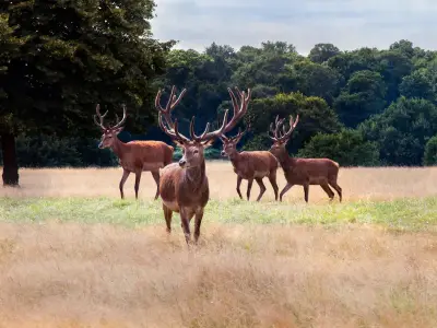 Warning: Stay 50 Metres Away from Deer After Fatal Incident Risk