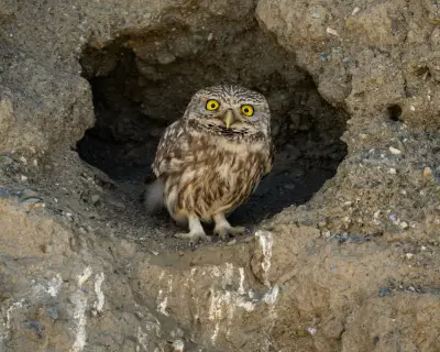 Week in wildlife: Neil the seal, pink grasshopper, condors in love