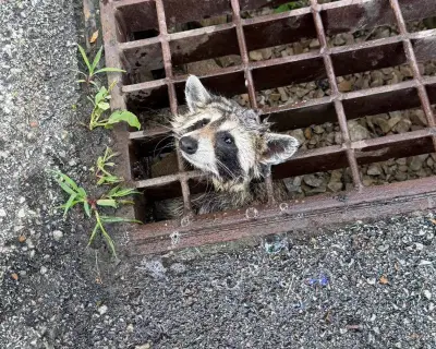 Week in Wildlife: Raccoon Rescue, Rare Mouse, and More