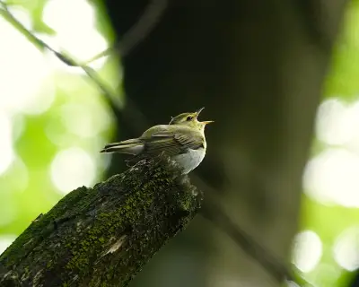 Wood Warbler Returns After 50-Year Absence: Bittersweet Joy and Vulnerability