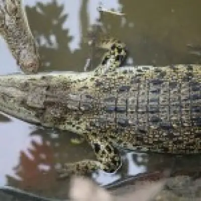 Zoo Owners Recount Saving Boy, 3, from Crocodile Attack