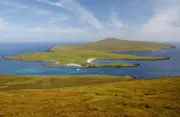 1951 Country Diary: Dive-bombing Skuas on Noss, Shetland Islands