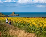 20 brilliant UK family days out for summer: sunflowers, dolphins, and more