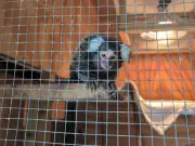 £3,000 reward after monkey abandoned on London bus