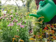 6 expert tips to keep plants alive during London hosepipe ban