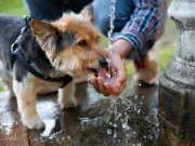 7 Dog Breeds Most Vulnerable to Heatstroke as UK Temperatures Soar