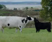 A Dairy Story review: farming doc is a tender look at calf rearing