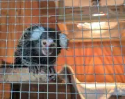 Abandoned monkey Oyster found in laundry bag on London bus prompts welfare concerns