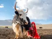 Afghan girl milking yak: Daniel Malikyar's heroic best shot