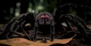 AI documentary wins prize for showing impossible spider-frog bond