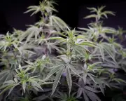 Australian doctors prescribe high-THC cannabis products lacking evidence