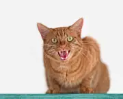 Australia's love-hate history with cats: from heroes to villains