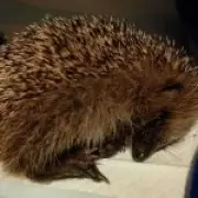Baby hedgehog put down after children kick it like a football in Maidstone
