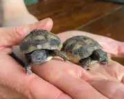 Baby tortoises hatch, bringing chaos and a new adoption dilemma