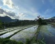 Bali's water crisis: tourism siphons off island's prized resource, farmers struggle