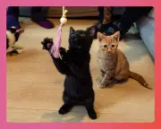 Best Cat Toys 2026: Tested by Cats – From Teasers to Electronic Toys
