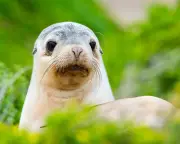 Bird Flu Detected on Kangaroo Island, Threatening Sea Lions