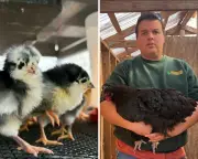 Bird flu threat looms over small US poultry farms after disease outbreak nearly wiped out one farmer