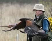 Bird the hawk: the predator who once hugged me for 20 minutes