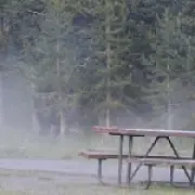 Bison hurls man 8ft in air at Yellowstone, breaking his hip