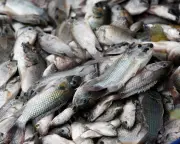 Blackchin tilapia invades 19 Thai provinces, threatening ecosystems and livelihoods