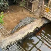 Boy thrown into crocodile pit faces more surgeries, parents living at hospital