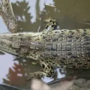 Boy thrown into crocodile pit had seven surgeries, family says