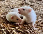 Breeding ferrets: a wonderfully chaotic business in Cranbrook, Kent