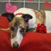 Britain's 'loneliest dog' Danny the greyhound adopted after 550 days in shelter