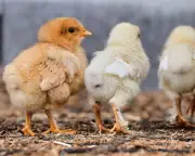 British poultry farmers defend industry against Monbiot river pollution claims