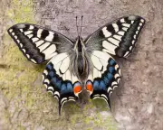 British swallowtail butterfly distinct for 200,000 years, study finds