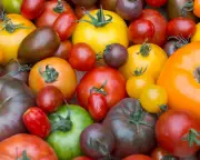 Britons ditch classic red tomatoes for colourful and vine varieties