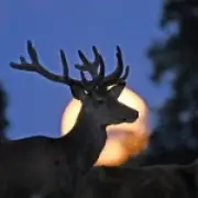 Buck Moon 2026: How to See July's Full Moon in UK Tonight