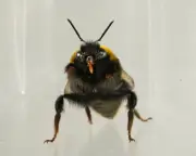 Bumblebees Show 'Liking' and 'Disliking' Facial Expressions, Study Finds
