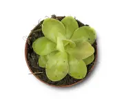 Butterworts: Natural Fungus Gnat Control with Carnivorous Houseplants