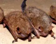 Canadian boy dies of rabies after bat encounter in Ontario