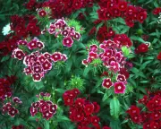 Carnations Deserve a Place in Your Garden: Easy, Hardy, and Charming