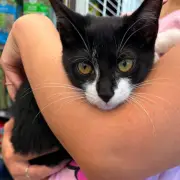 Cat-wielding bank robber arrested after stealing kitten in Maryland