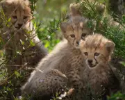 Cheetah Cubs and Bayeux Tapestry: 5 Ways to Beat Post-World Cup Blues