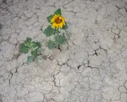 Climate crisis makes Europe's drought 80 times more likely, study finds