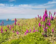 Country diary 1926: The colour of Monet in Cornwall's wild flowers