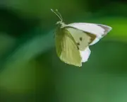 Country diary: Butterflies at the tennis? Now that’s what I call a winner