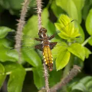 Country diary: Dragonflies emerge at year-old pond in Hertfordshire