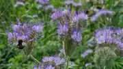 Country diary: Phacelia is the most useful plant for gardens and farms