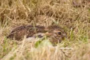 Country diary: Spotting a young hare on Eyam Moor requires stealth and patience