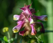Crested cow-wheat colony thrives 40 years after warden's seed gathering