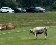 Cricket match abandoned after 800kg bull charges players in Burnopfield