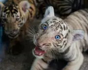 Cuban Zoo Celebrates Rare White Bengal Tiger Birth Amid Energy Crisis