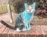 Curious Cat Turns Blue After Crashing Neighbour's Gender-Reveal Party