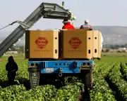 Cyclospora: Iceberg Lettuce Recalled in 27 States; More Products May Follow